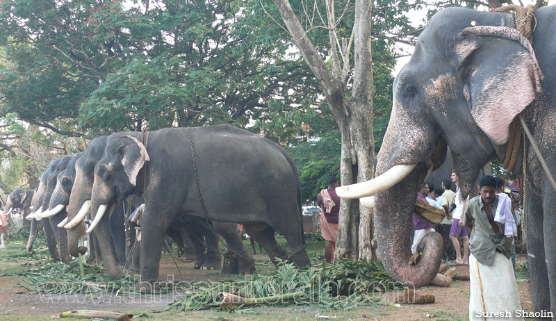 thrissur-pooram-2011- (11)